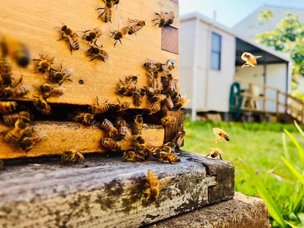 Our first hive